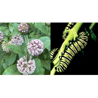 Perennial Milkweed SEED Asclepias syriaca. 